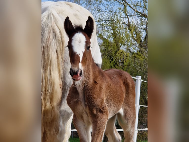 Shire Horse Stute 1 Jahr 185 cm Brauner in Bad F&#xFC;ssing