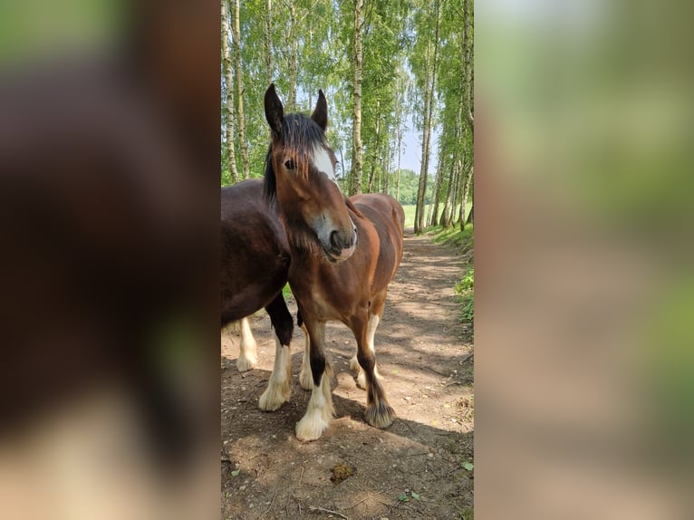 Shire Horse Stute 1 Jahr 185 cm Brauner in Bad F&#xFC;ssing
