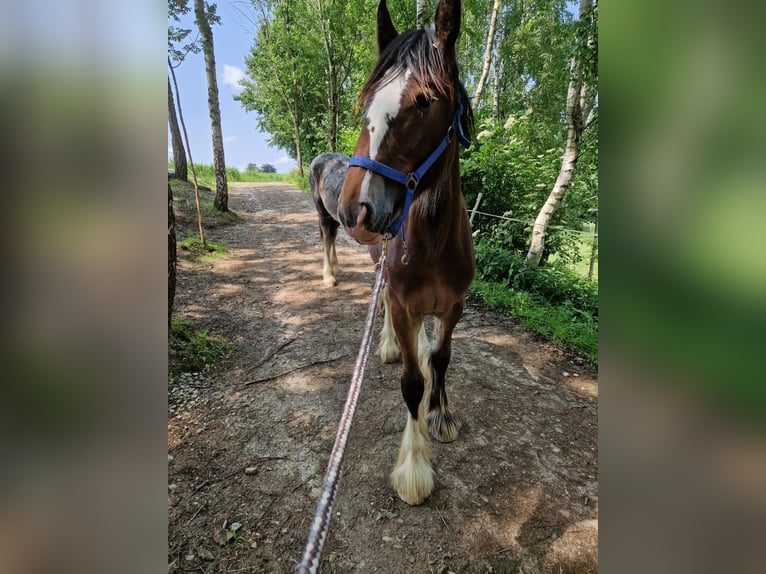 Shire Horse Stute 1 Jahr 185 cm Brauner in Bad F&#xFC;ssing