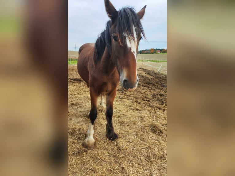 Shire Horse Stute 1 Jahr 185 cm Brauner in Ried im Innkreis