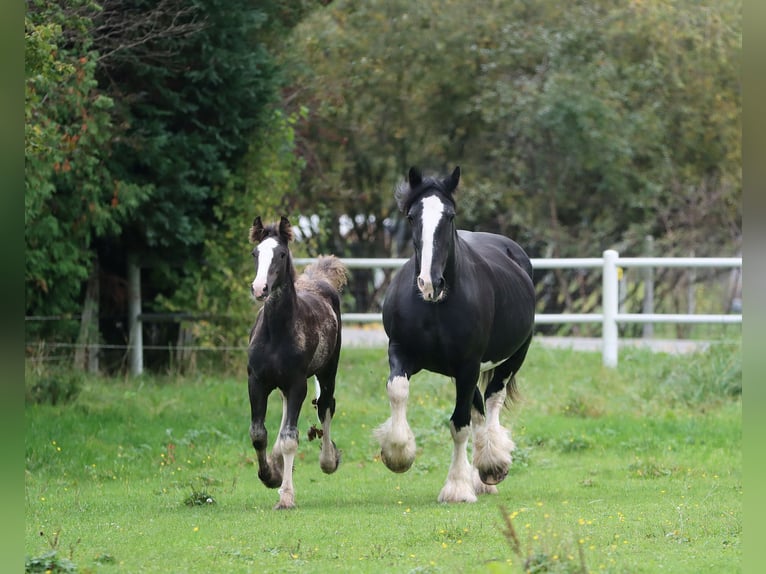 Shire Horse Stute 1 Jahr 185 cm Rappe in Łobez