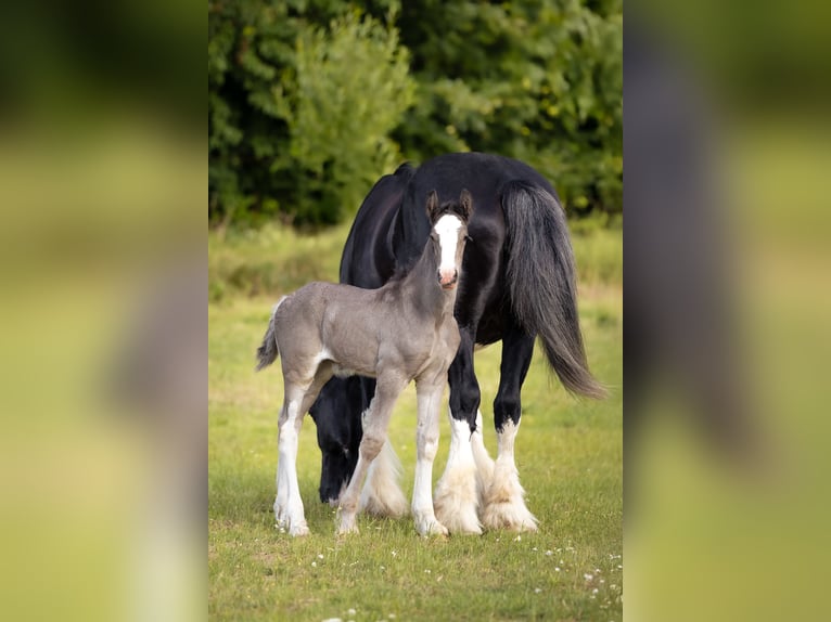 Shire Horse Stute 1 Jahr 185 cm Rappe in Łobez