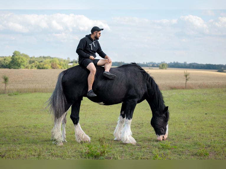Shire Horse Stute 1 Jahr 185 cm Schecke in Kolberg