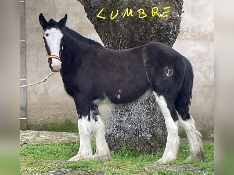 Shire Horse Stute 1 Jahr  in YECLA DE YELTES
