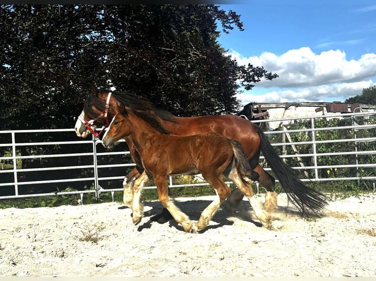 Shire Horse Stute 1 Jahr Brauner in Wittmund ArdorfWittmund