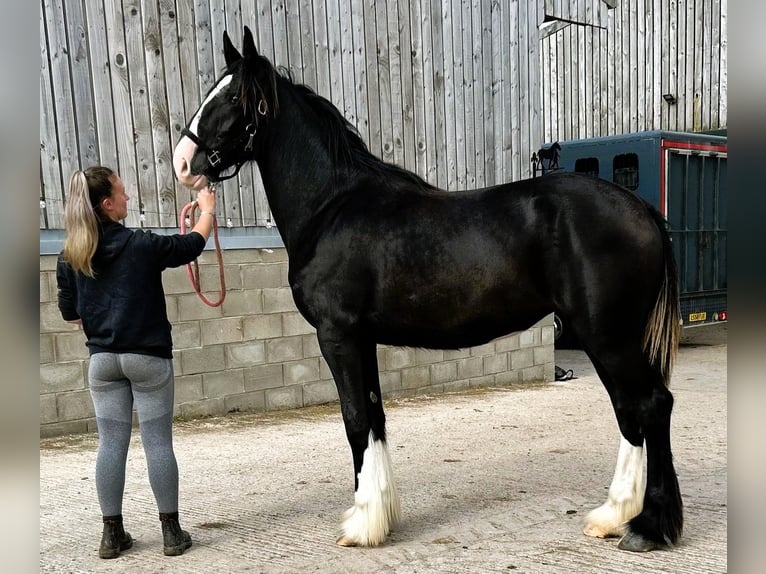 Shire Horse Stute 1 Jahr in marbury