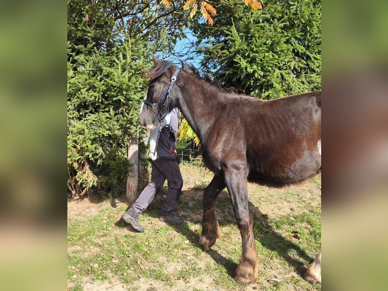 Shire Horse Stute 2 Jahre 169 cm Dunkelbrauner in Ried im Innkreis