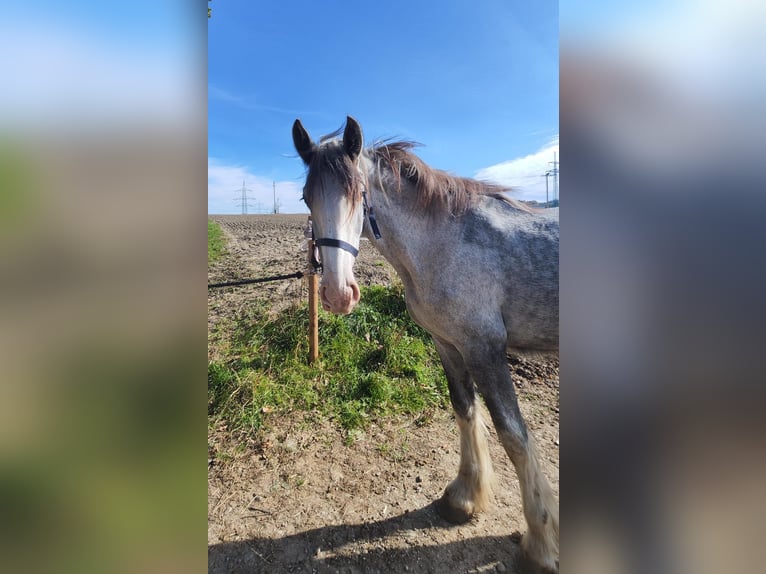 Shire Horse Stute 2 Jahre 180 cm Schimmel in Ried im Innkreis