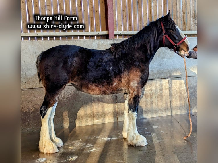 Shire Horse Stute 2 Jahre 183 cm Dunkelbrauner in york
