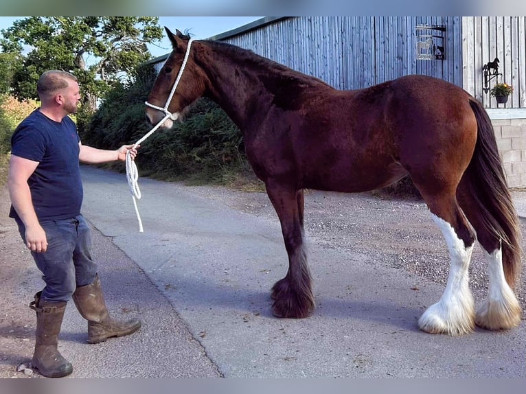 Shire Horse Stute 2 Jahre in marbury