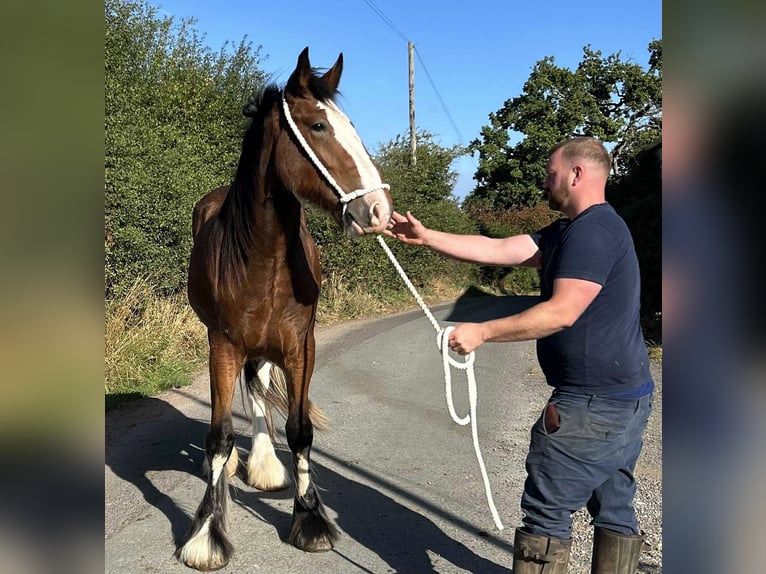 Shire Horse Stute 2 Jahre in marbury