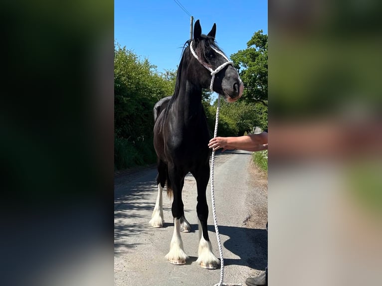 Shire Horse Stute 2 Jahre in whitegate
