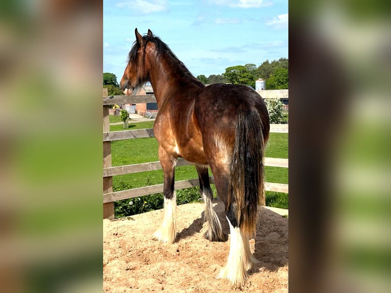 Shire Horse Stute 2 Jahre in whitegate