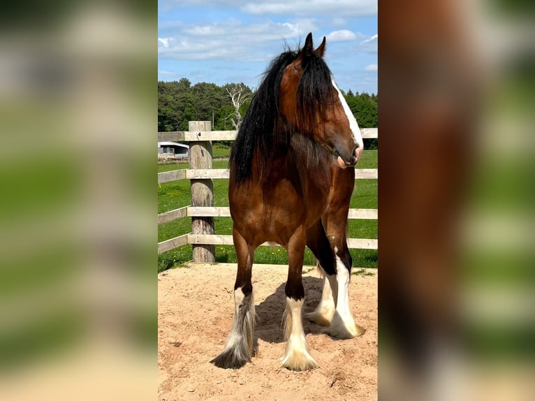 Shire Horse Stute 2 Jahre in whitegate