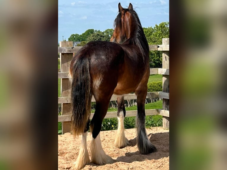 Shire Horse Stute 2 Jahre in whitegate