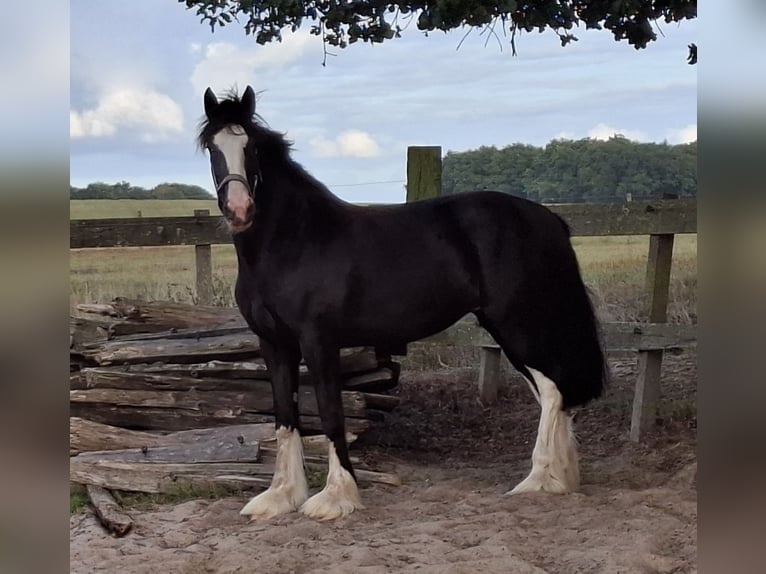 Shire Horse Stute 3 Jahre 173 cm Rappe in Markelo