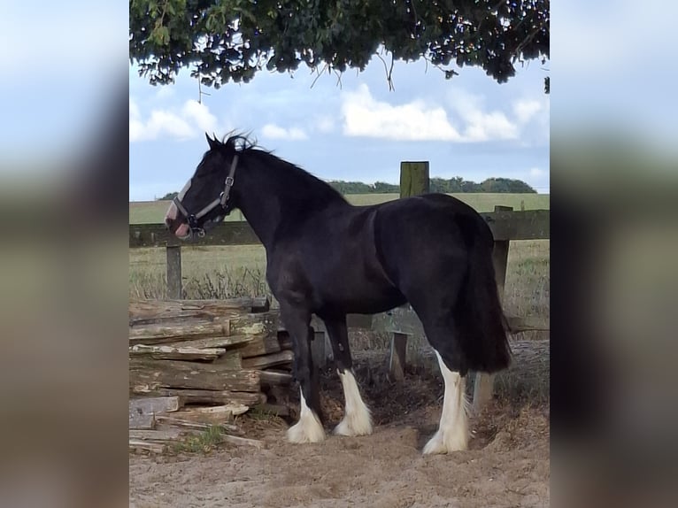 Shire Horse Stute 3 Jahre 173 cm Rappe in Markelo
