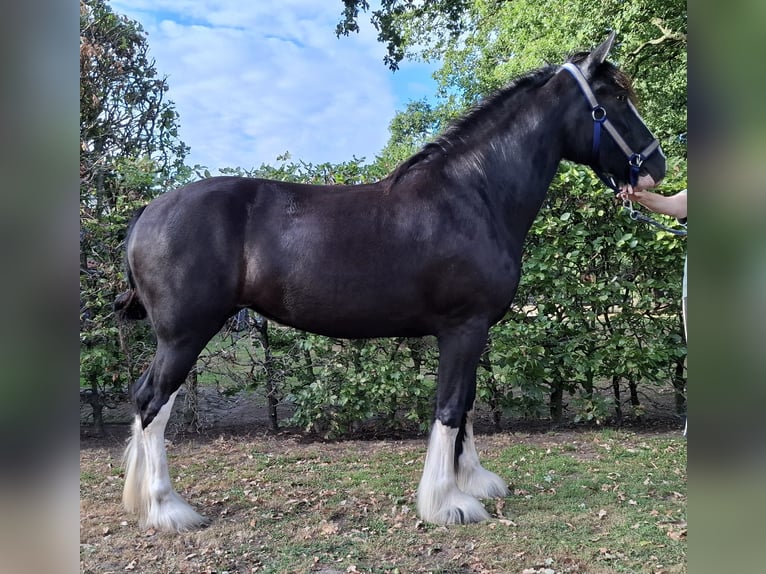 Shire Horse Stute 3 Jahre 173 cm Rappe in Markelo