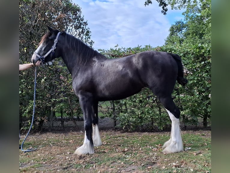 Shire Horse Stute 3 Jahre 173 cm Rappe in Markelo