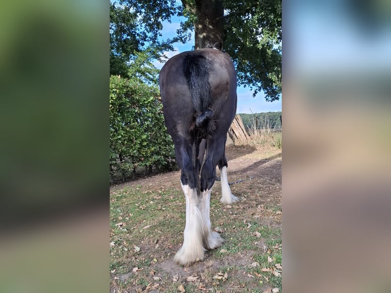 Shire Horse Stute 3 Jahre 173 cm Rappe in Markelo