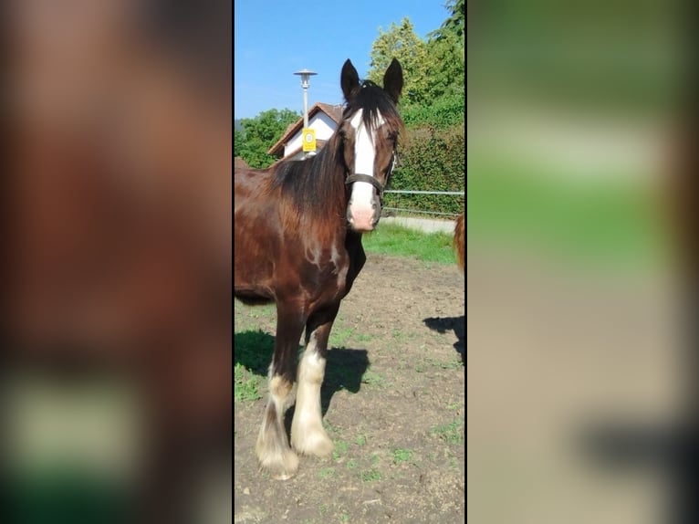 Shire Horse Stute 3 Jahre 175 cm Brauner in Strohheim