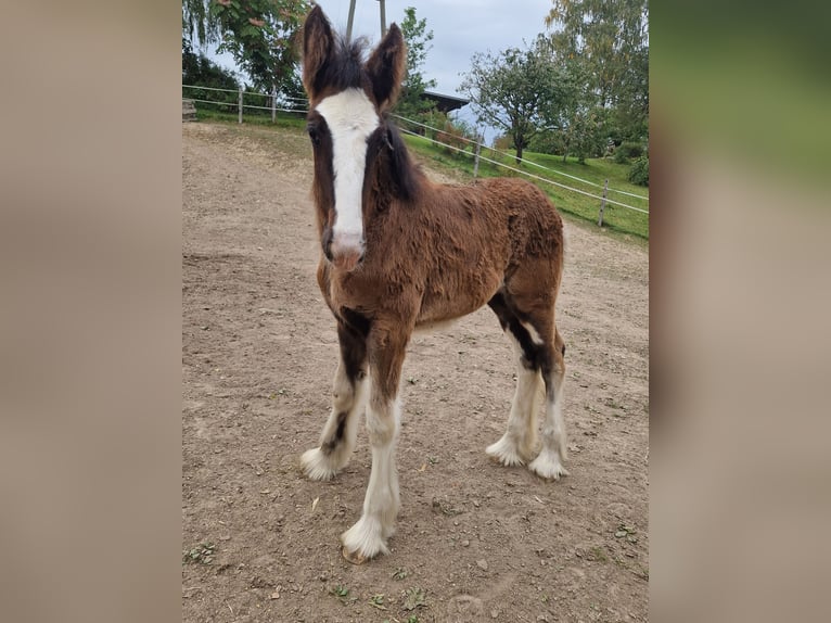 Shire Horse Stute 3 Jahre 175 cm Brauner in Strohheim