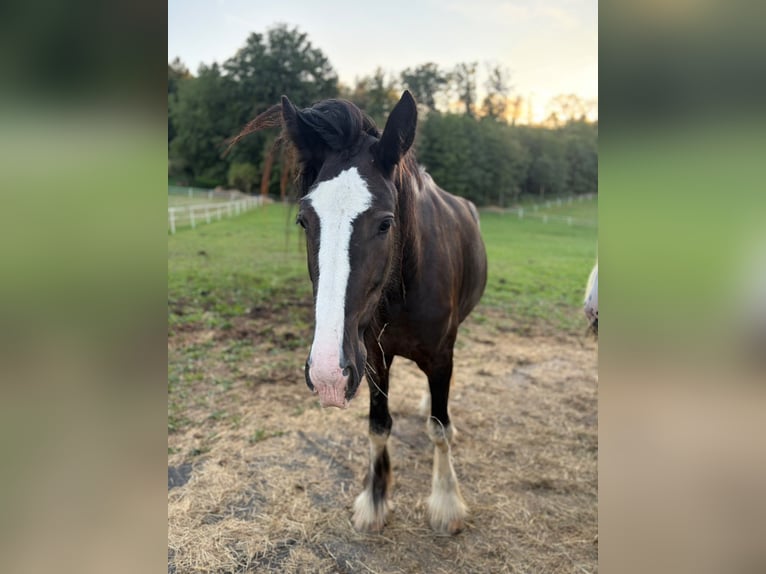 Shire Horse Stute 3 Jahre 175 cm Brauner in Strohheim