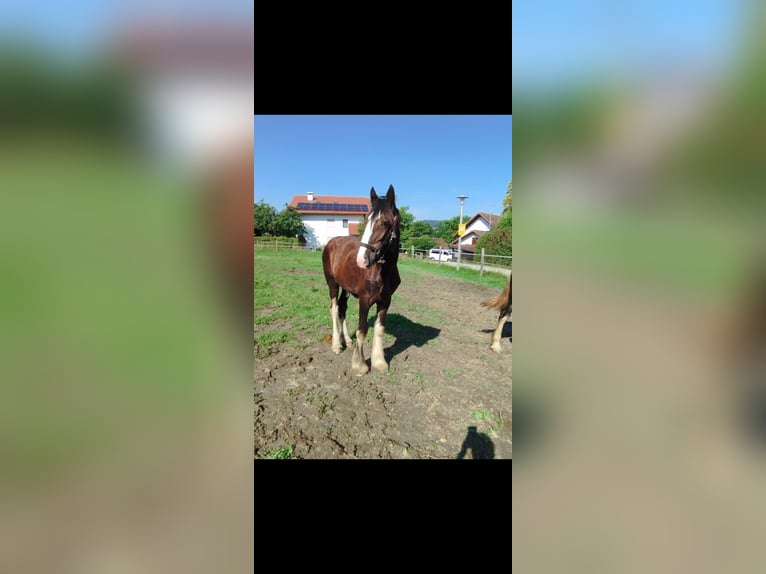 Shire Horse Stute 3 Jahre 175 cm Brauner in Strohheim