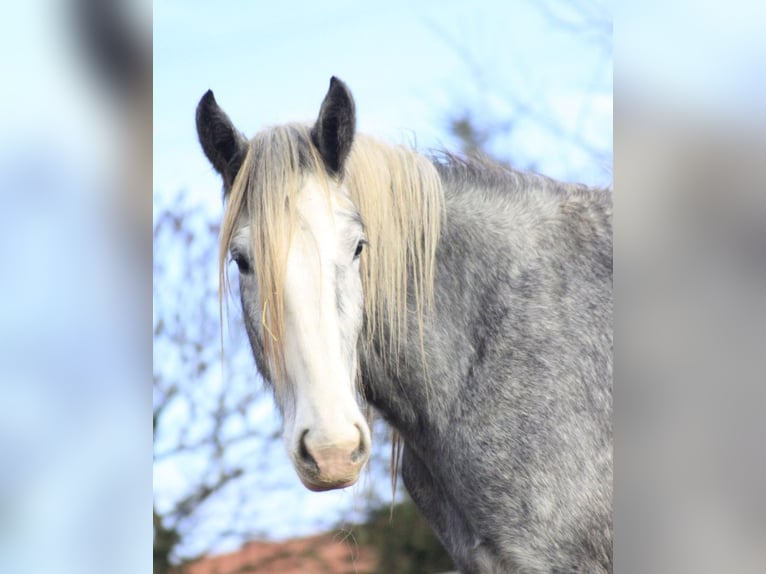 Shire Horse Stute 3 Jahre 179 cm Schimmel in Ried im Innkreis