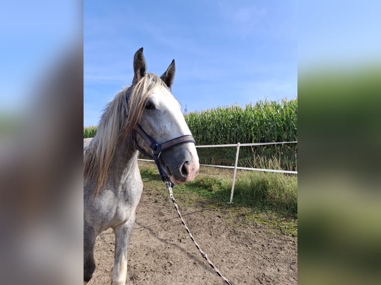 Shire Horse Stute 3 Jahre 179 cm Schimmel in Ried im Innkreis