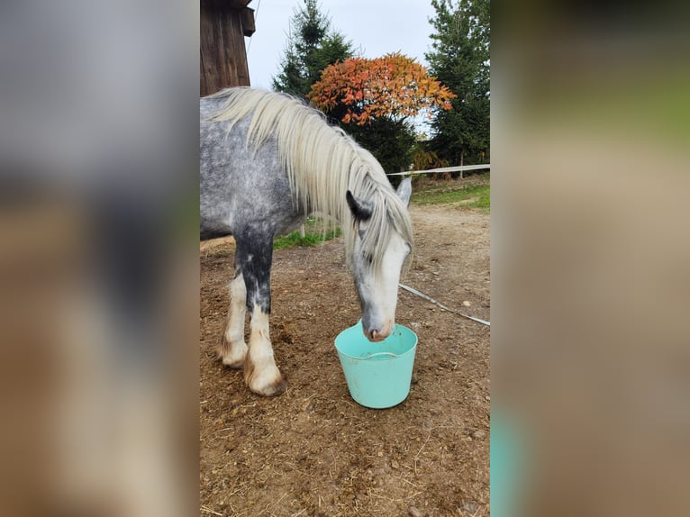 Shire Horse Stute 3 Jahre 179 cm Schimmel in Ried im Innkreis