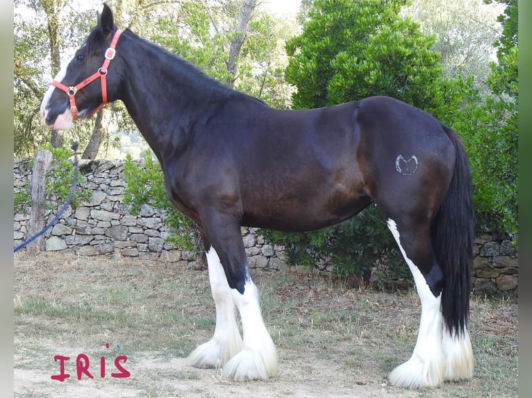 Shire Horse Stute 3 Jahre in Yecla De Yeltes