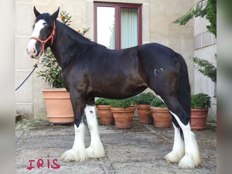 Shire Horse Stute 3 Jahre in Yecla De Yeltes