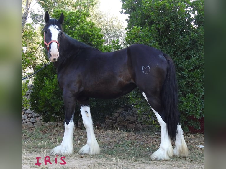 Shire Horse Stute 3 Jahre in Yecla De Yeltes