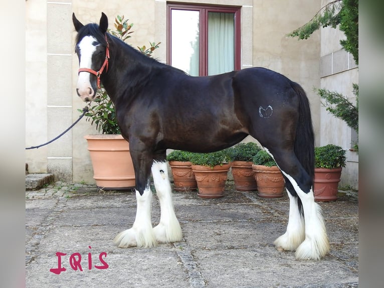 Shire Horse Stute 3 Jahre in Yecla De Yeltes