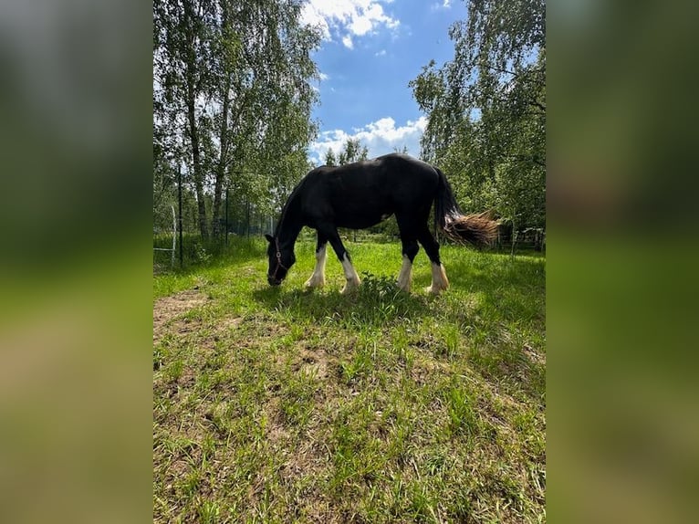 Shire Horse Stute 3 Jahre Rappe in Klodzko