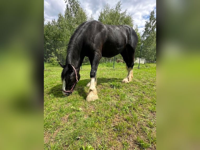 Shire Horse Stute 3 Jahre Rappe in Klodzko