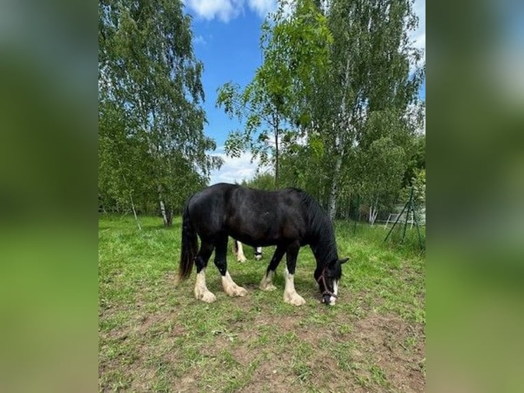 Shire Horse Stute 3 Jahre Rappe in Klodzko