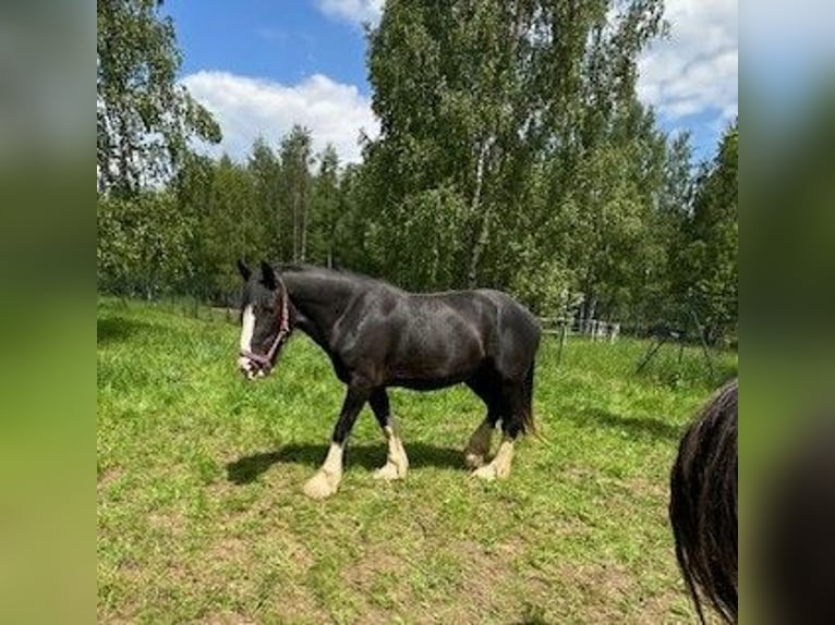 Shire Horse Stute 3 Jahre Rappe in Klodzko