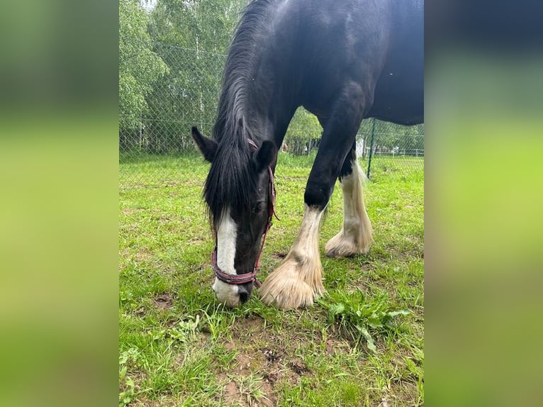 Shire Horse Stute 3 Jahre Rappe in Klodzko