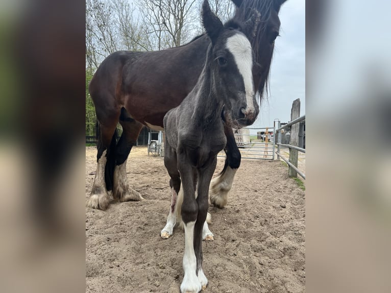 Shire Horse Stute 3 Jahre Rappe in Schagerbrug