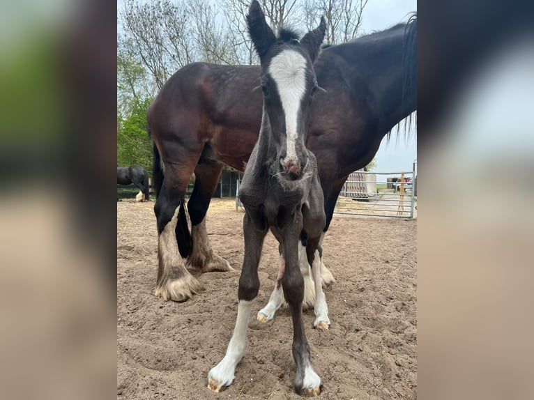 Shire Horse Stute 3 Jahre Rappe in Schagerbrug