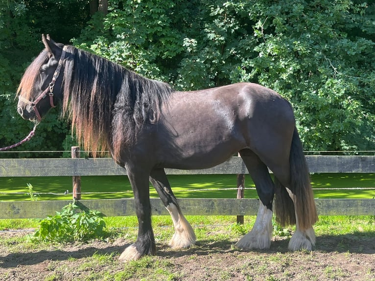 Shire Horse Stute 3 Jahre Rappe in Schagerbrug