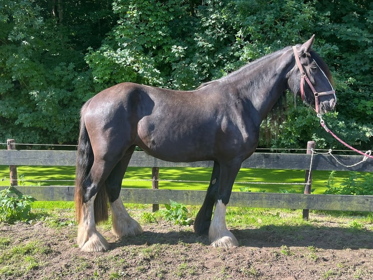 Shire Horse Stute 3 Jahre Rappe in Schagerbrug