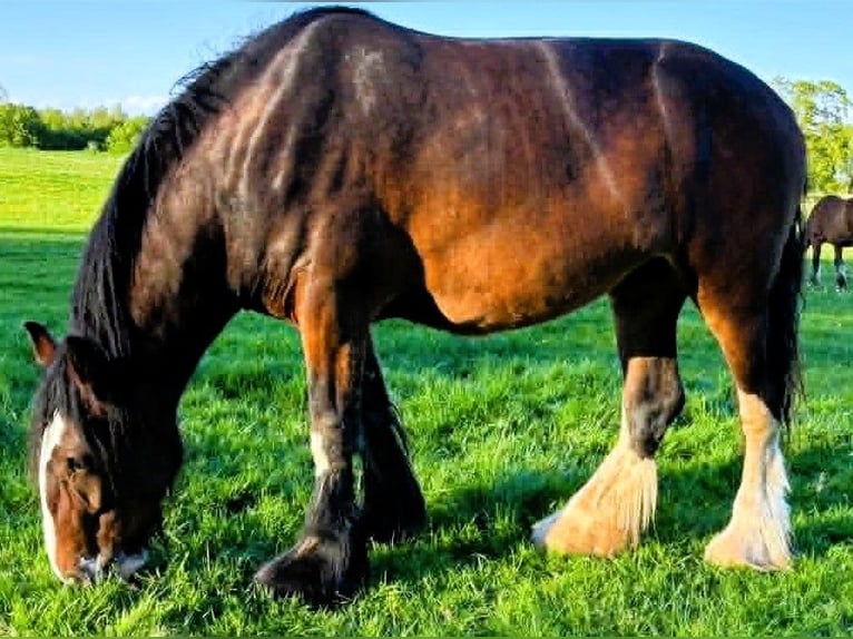 Shire Horse Stute 3 Jahre  in cheshire