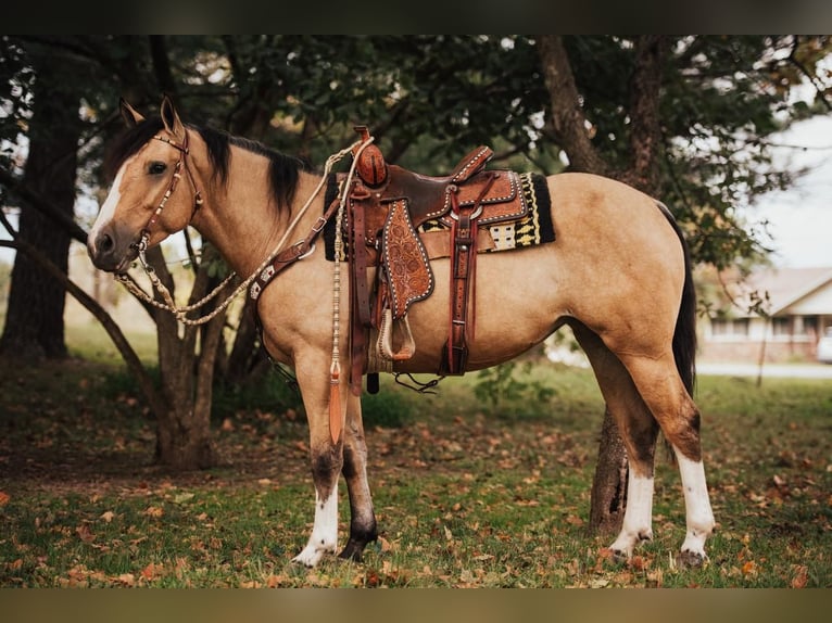Shire Horse Mix Stute 4 Jahre 157 cm Buckskin in Mount Vernon, MO