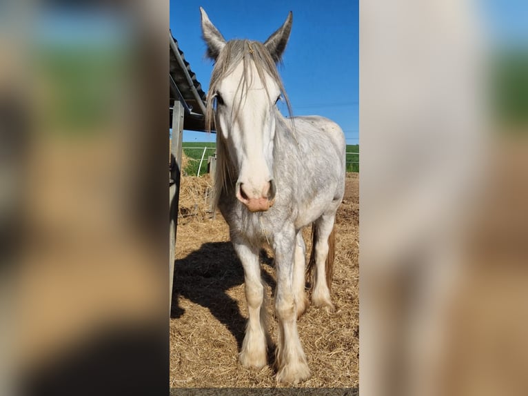 Shire Horse Stute 4 Jahre 170 cm Schimmel in Bad F&#xFC;ssing