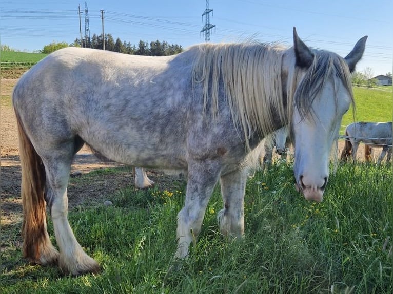Shire Horse Stute 4 Jahre 170 cm Schimmel in Bad F&#xFC;ssing