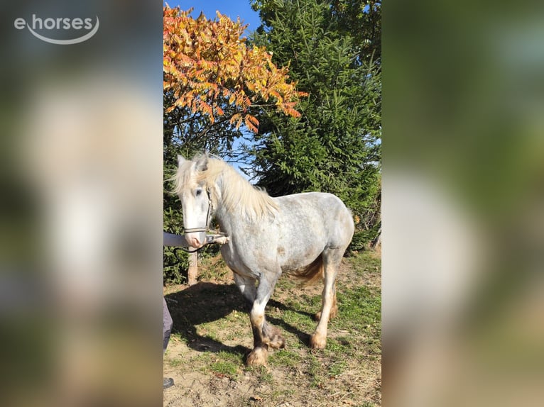 Shire Horse Stute 4 Jahre 177 cm Schimmel in Eferding