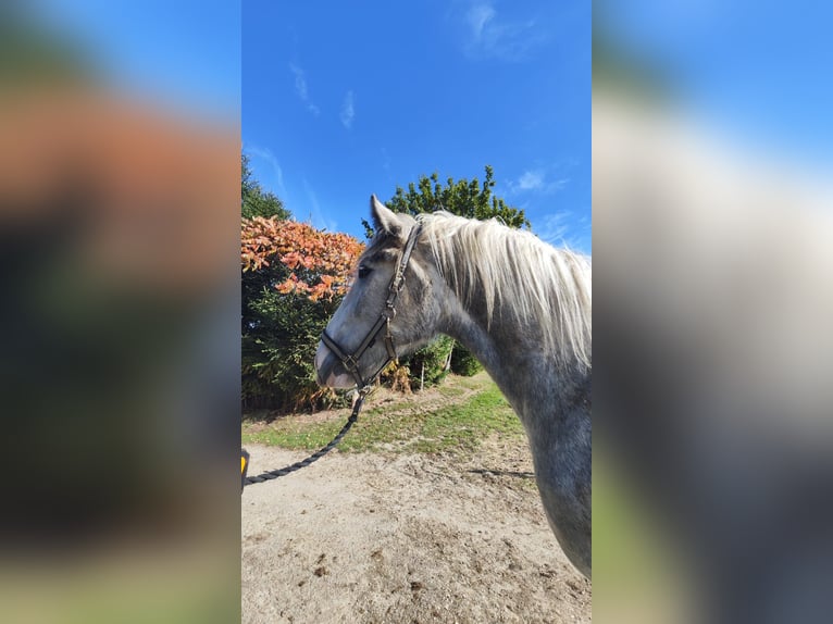 Shire Horse Stute 4 Jahre 177 cm Schimmel in Ried im Innkreis